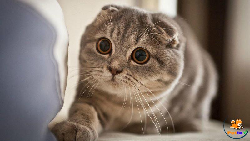 Mèo Scottish Fold - mèo tai cụp