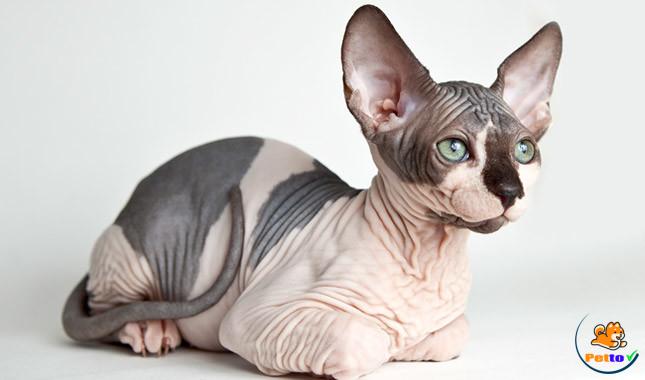 Mèo sphynx trông rất giống tượng nhân sư Ai Cập