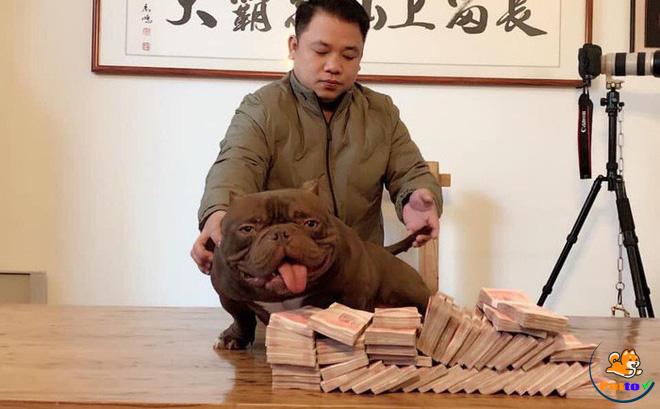 Đại gia BIên Hòa chi tiền tỷ mua chó cơ bắp