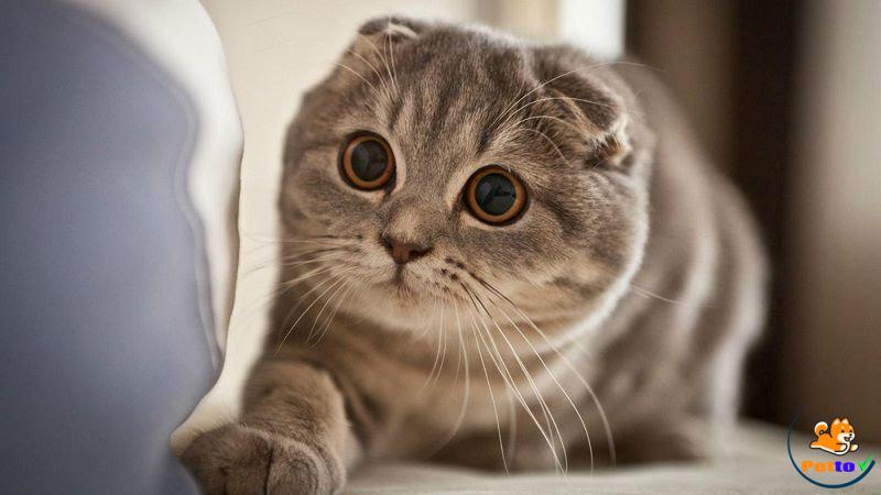 Mèo tai cụp hay còn gọi là mèo Scottish Fold là giống mèo cảnh ngọt ngào với tai cong