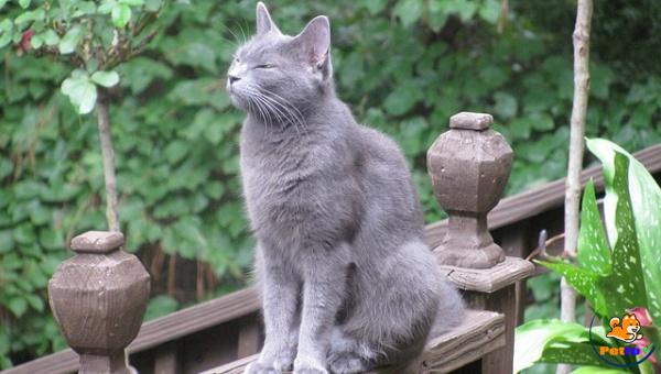 Mèo Nga có lông ngắn và có màu xám đặc trưng