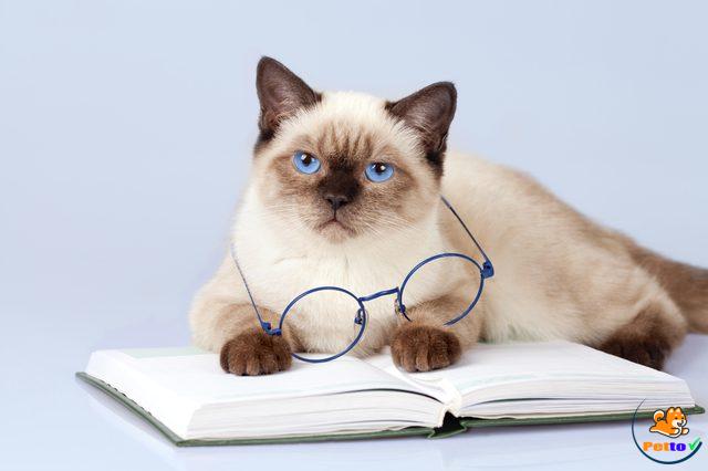  Mèo Xiêm biết nghe lời, dễ huấn luyện do có khả năng nghe nhìn tốt và thông minh.