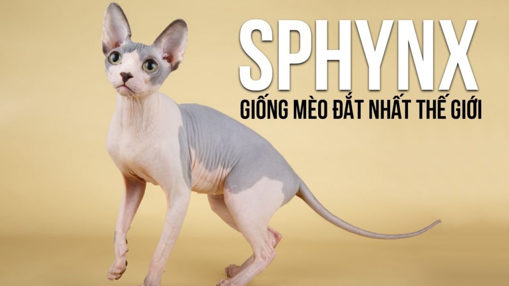 Sphynx Là Giống Mèo Đắt Nhất Thế Giới