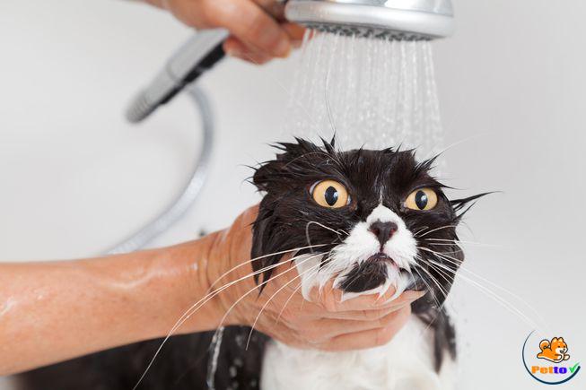 Cách tắm cho mèo đúng cách, an toàn và hiệu quả - Petto