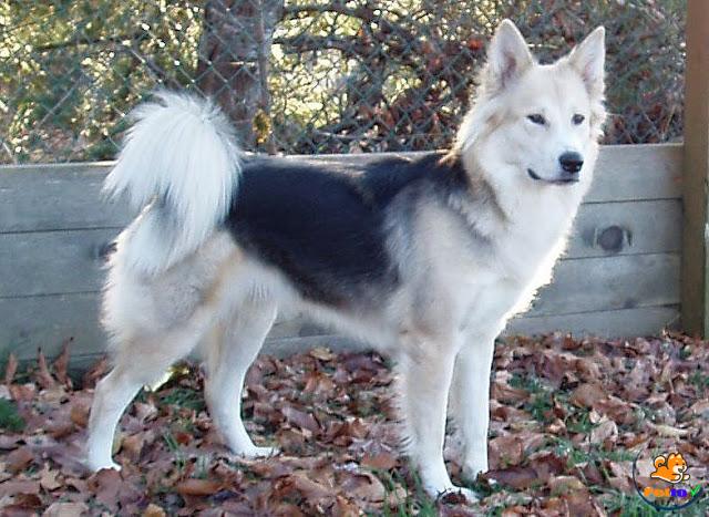 Chó Alaska Malamute - Giá Cả Và Cách Chăm Sóc - Petto