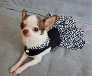Chó Chihuahua