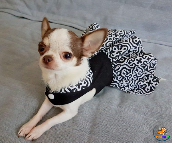 Chó Chihuahua