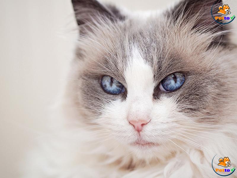 Mèo Ragdoll - Giống Mèo Tuyệt Đẹp Mà Nhiều Người Chưa Biết - Petto