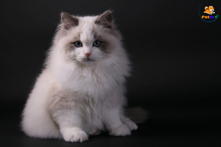 Mèo Ragdoll - Giống Mèo Tuyệt Đẹp Mà Nhiều Người Chưa Biết - Petto