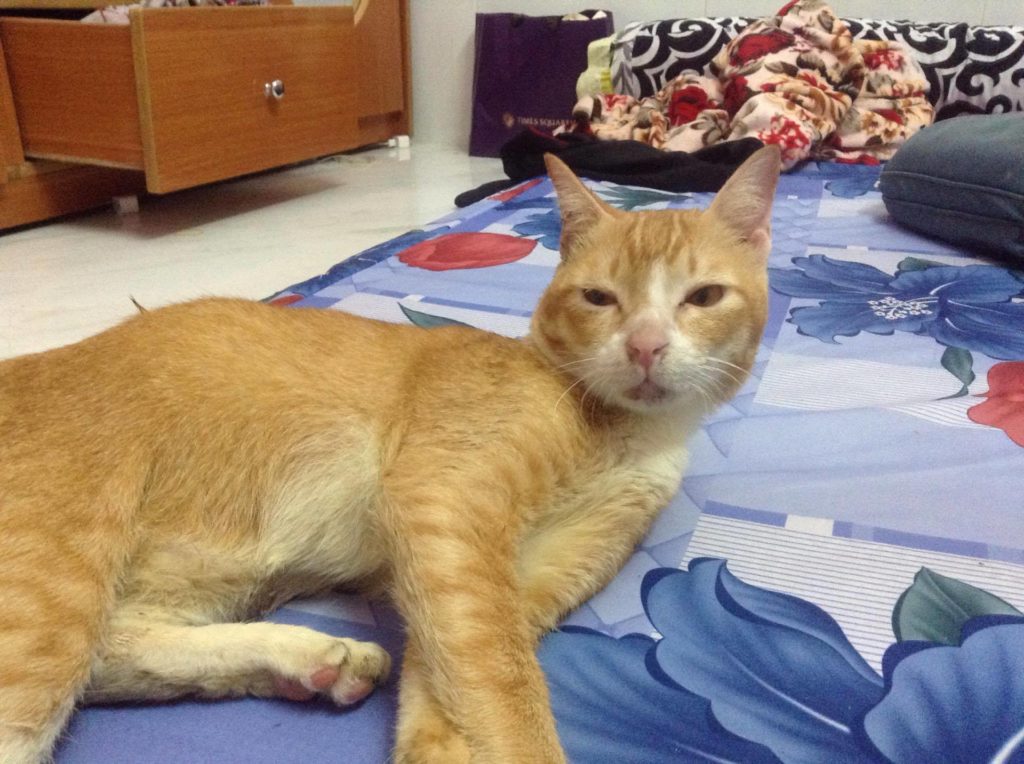 Chú mèo nỗ lực sống khiến mọi người cảm động