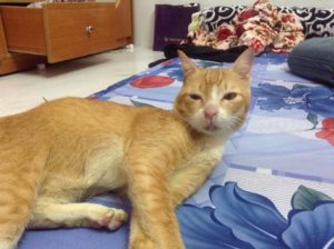 Chú mèo nỗ lực sống khiến mọi người cảm động