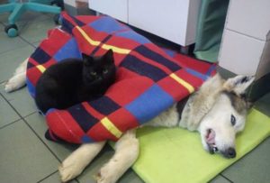 Mèo y tá chăm sóc các động vật