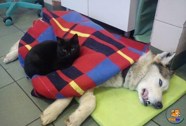 Mèo y tá chăm sóc các động vật