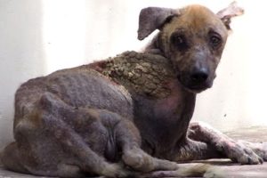 bệnh về da ở chó