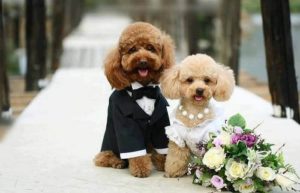 Top 5 giống có cảnh phổ biến tại việt nam