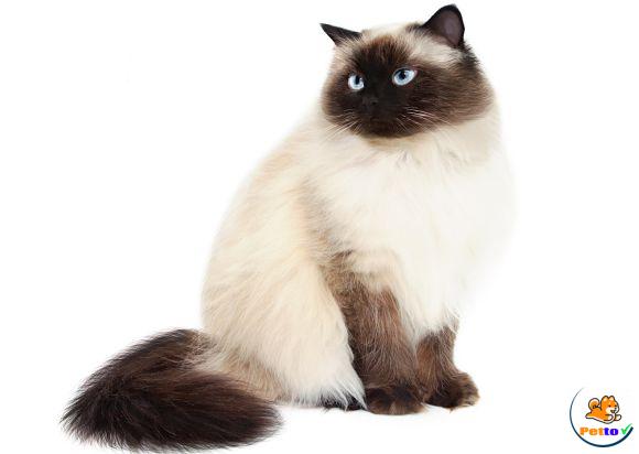 Cách chăm sóc bộ lông cho mèo himalaya