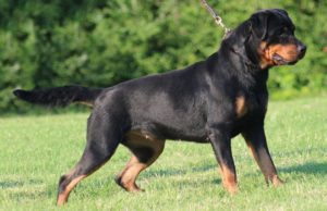 Chó Rottweiler đẹp nhất thế giới