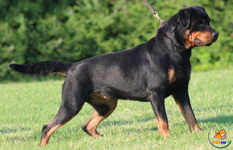 Chó Rottweiler đẹp nhất thế giới 