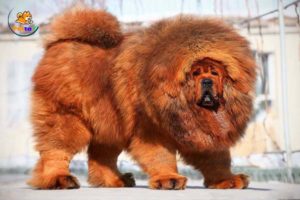 Điểm mặt top 5 giống chó phổ biến đắt nhất thế giới