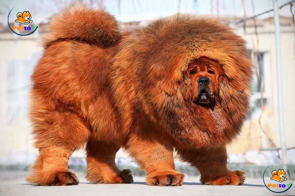 Điểm mặt top 5 giống chó phổ biến đắt nhất thế giới