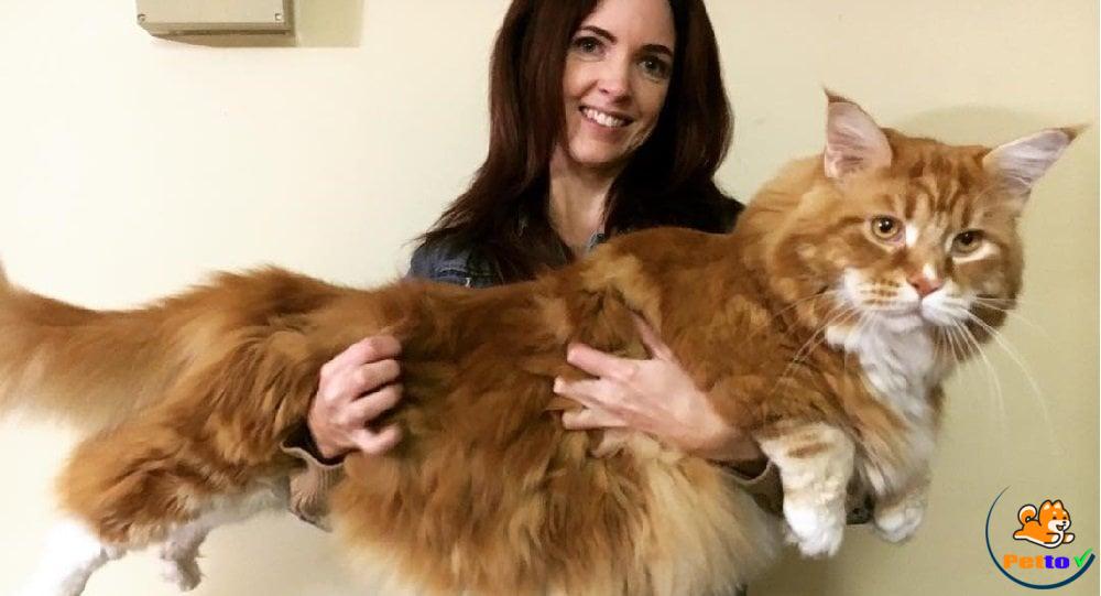 Giống mèo Maine Coon khổng lồ nhất thế giới