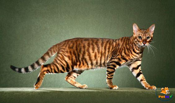 Mèo Tiểu Hổ sở hữu vẻ ngoài đáng yêu