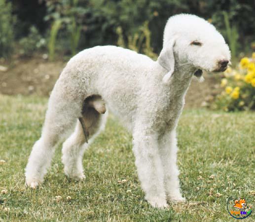 Giống Bedlington Terrier nhìn từ xa khó phân biệt với loài cừu