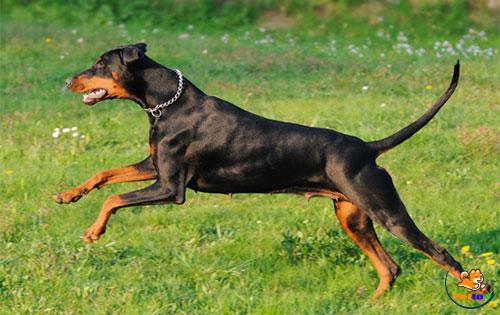 Doberman là giống chó có sức khỏe tốt