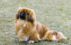 Top 5 giống chó cảnh phổ biến dưới 5 triệu đồng