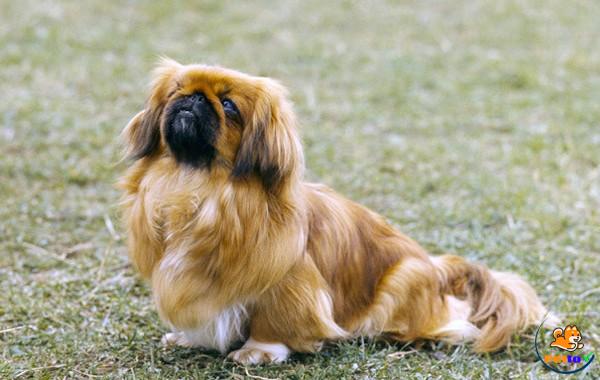 Top 5 giống chó cảnh phổ biến dưới 5 triệu đồng