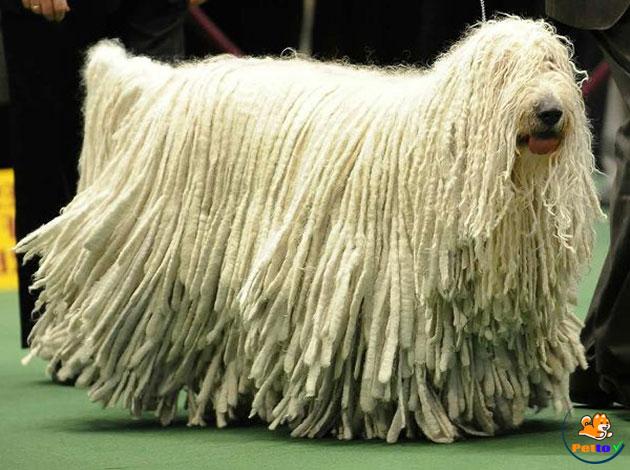 Top 10 giống chó xấu xí nhất thế giới - Phần 1 - Petto