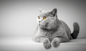 Cách chăm sóc mèo mang thai