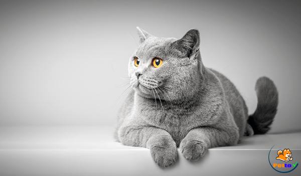 Cách chăm sóc mèo mang thai