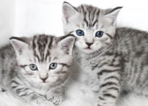 American Shorthair là loại mèo rất nổi tiếng trên toàn thế giới