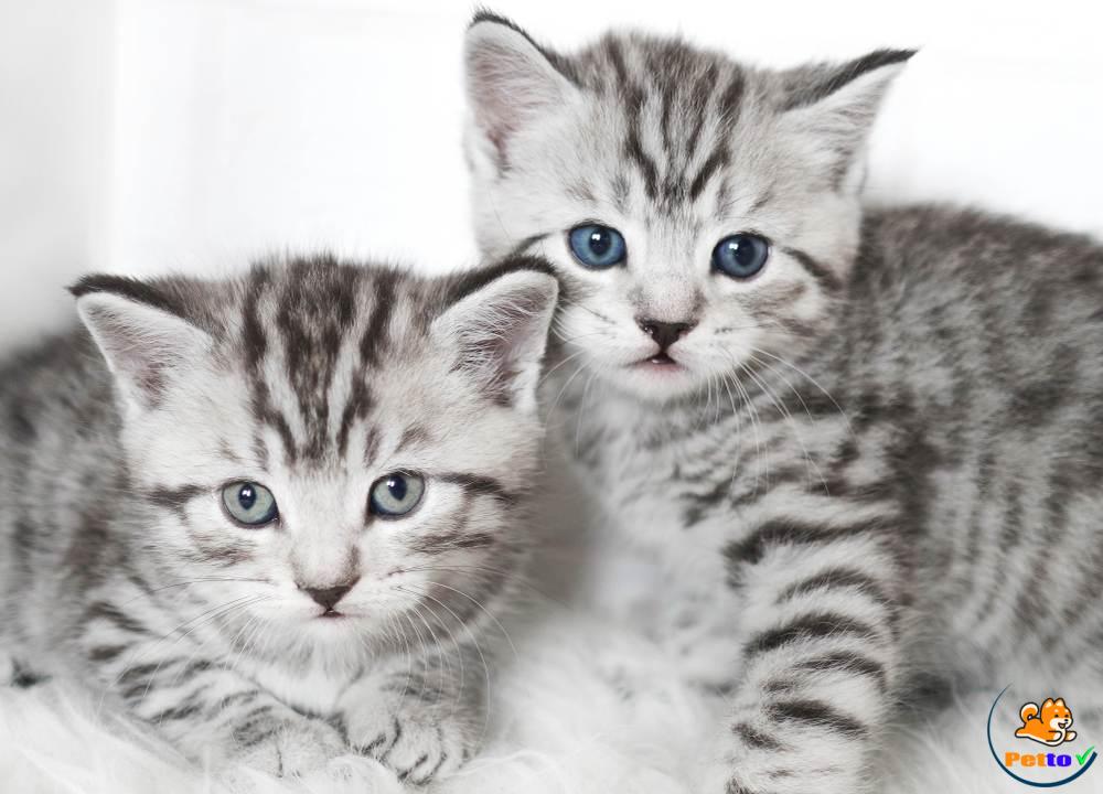 American Shorthair là loại mèo rất nổi tiếng trên toàn thế giới