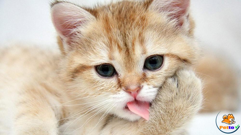 Cách Chăm Sóc Mèo Con 1 đến 2 tháng tuổi