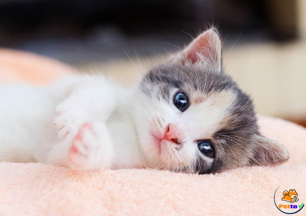 Cách chăm sóc mèo con sau khi sinh?