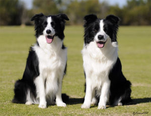 Nguồn gốc lịch của chó Collie