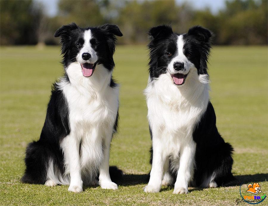 Nguồn gốc lịch của chó Collie