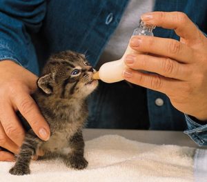 Khi lần đầu tiên cai sữa cho mèo con bạn nên mua dưỡng chất thay thế sữa