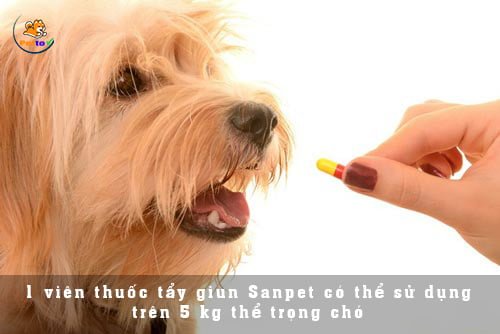 Bạn chú ý đến liều lượng thuốc với trọng lượng chó để mang lại hiệu quả tốt