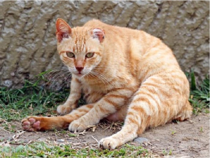 Bệnh ghẻ ở mèo