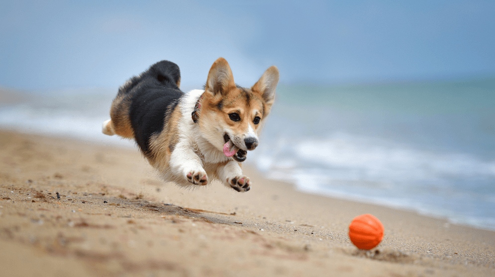 Chó Corgi Giống Chó Chân Ngắn Siêu Đáng Yêu