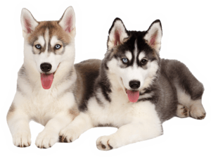 Chó Husky Loài Chó Có Gương Mặt Ngáo Nhất Thế Giới