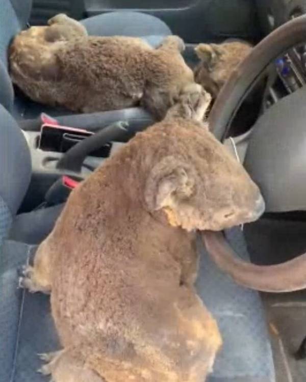 Chú gấu túi koala chui vào ô tô để thoát khỏi đám cháy thảm khốc ở Australia. 
