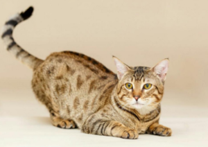 Mèo Savannah Có Giá Bao Nhiêu? Mua Ở Đâu HCM?