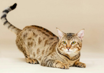 Mèo Savannah Có Giá Bao Nhiêu? Mua Ở Đâu HCM?