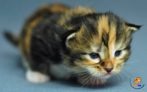 Cách chăm sóc mèo con mới sinh