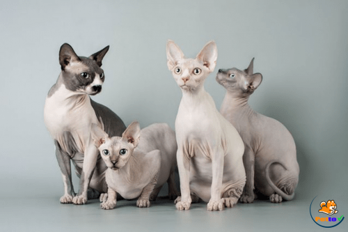 Top 5 giống mèo đắt tiền nhất thế giới