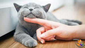 mắt mèo cũng vậy